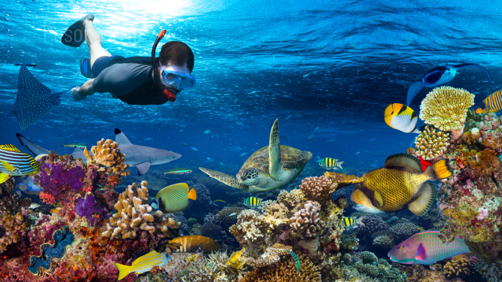 kegiatan snorkeling saya berjalan lancar
